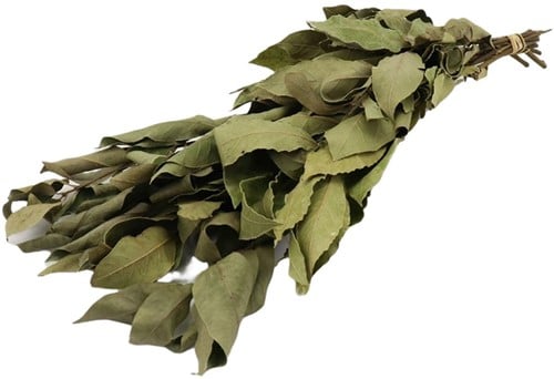 Laurier Laurierblad Groen Droogbloemen 80 cm