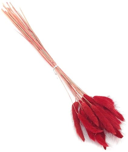 [A-022121] Lagurus Ovatus Pluimgras Graspluimen in hoes Rood 100 gram