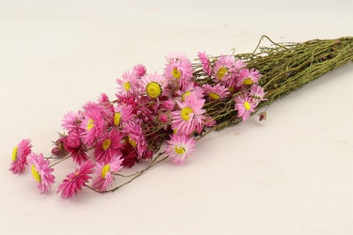 [A-022131] Acroclinium Pink Helipterum droogbloem ca. 60 cm Bundel 100 gram