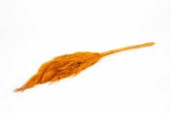 [A-022265] Wilde rietpluimen Phragmites communis Oranje 75 cm ca. 10 stuks 