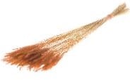 [A-022299] Soft Worms Grass alternatief voor Lagurus Burnt Orange