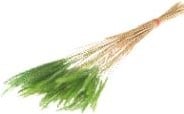 [A-022301] Soft Worms Grass alternatief voor Lagurus Groen