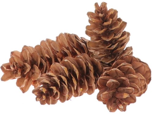 [A-022582] Dennenappel STROBUS Pinecone Naturel Zak 3 Kilo